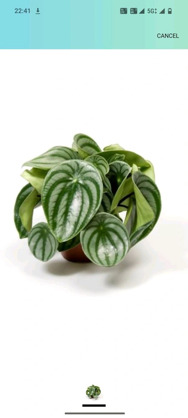 Water Melon Pipromiya 