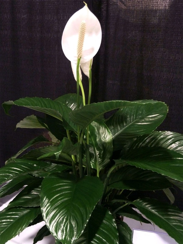 Pice Lily Self Watering (पीस लिली )