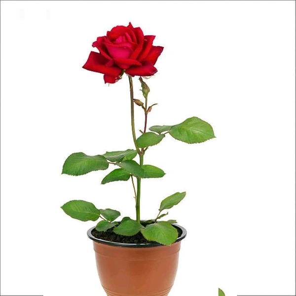 Gulab Bhushi (गुलाब भुशी)