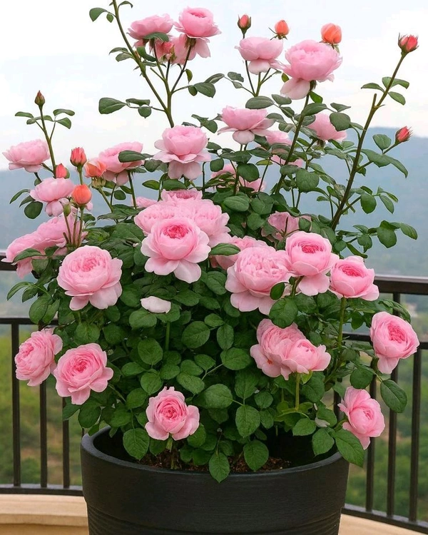 Gulab Miniature -B- (गुलाब मिनी)