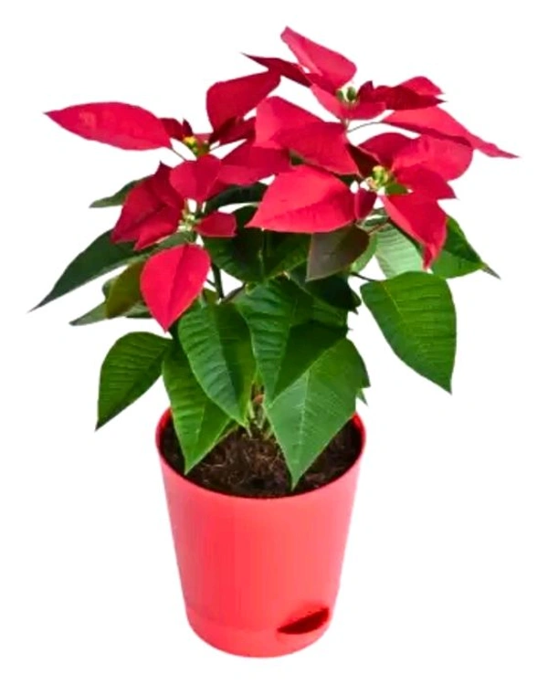 Pancitiya S ((पंचितिया)