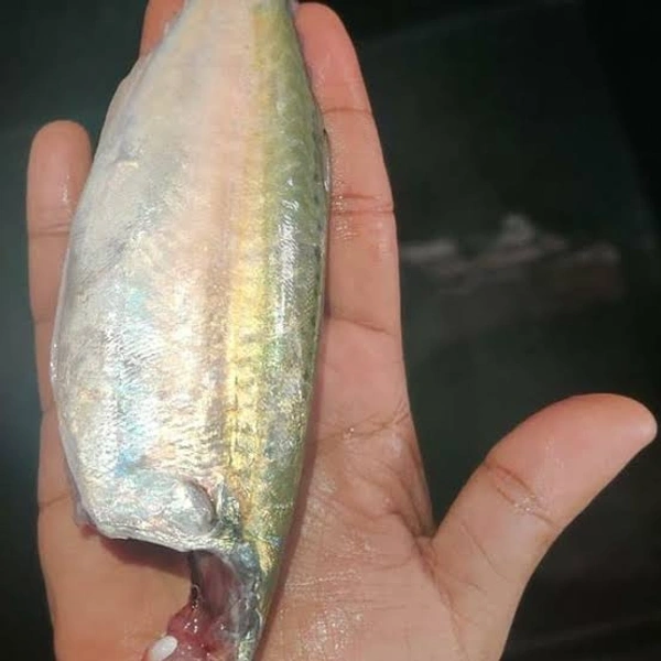 അയല | Indian Mackeral | Ayala [Whole Cleaned] - 500g